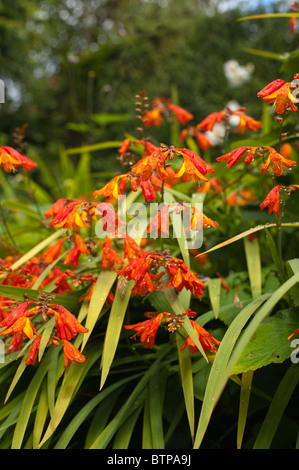 Montbretia Crocosmia mehrjährige Genusiris Familie Iridaceae Grasland heimisch Cape floristische Region in Südafrika Stockfoto