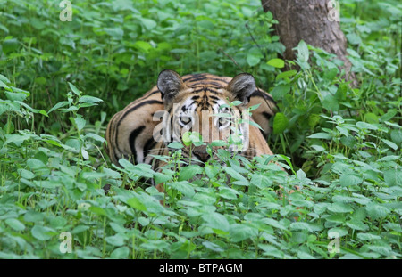 Tigerin Gras versteckt. Foto von Tadoba Andhari Tiger Reserve, Indien Stockfoto