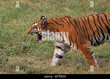 Alert Tiger im Innern des Gehäuses in Neu Delhi Zoo zu Fuß Stockfoto