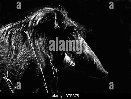 Warzenschwein schwarze und weiße silhouette Stockfoto