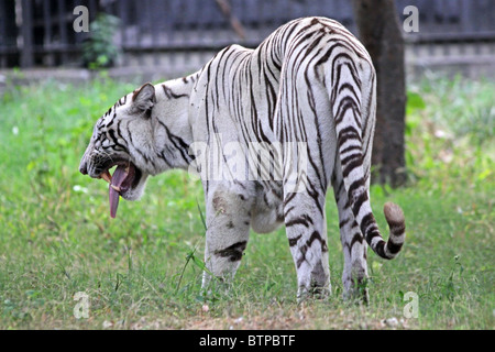 Ein weißer Tiger Flehmen Antwort in Neu Delhi Zoo anzeigen Stockfoto