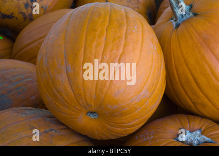 Kürbisse zum Verkauf in Stamford CT USA Stockfoto