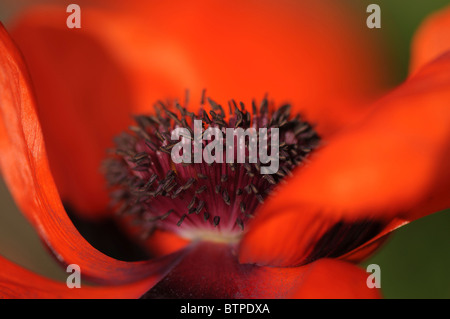 Eine einzelne rote orientalische Mohn flowerhead Stockfoto