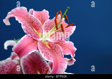 Rosa Stargazer Lilie Stockfoto