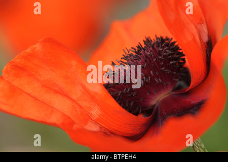 Einzelne rote orientalische Mohn flowerhead Stockfoto