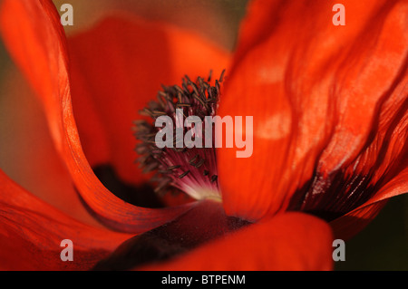 Einzelne rote orientalische Mohn Stockfoto