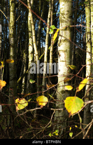 Der letzte der Blätter von Silber-Birke Stockfoto