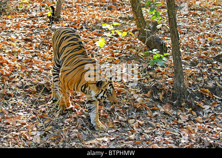 Ein Tiger im Dschungel von Bandhavgarh National Park, Indien zu Fuß Stockfoto