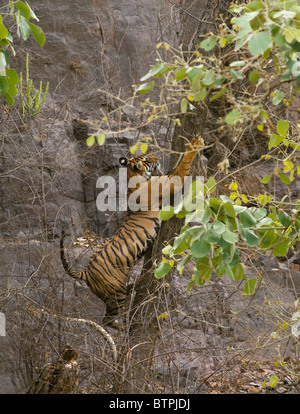 Wütende Tigerin klettert einen Baum bei der Jagd ein Bündel von grau-Languren in Ranthambhore National Park, Indien Stockfoto