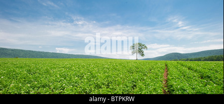 Baum im Bereich der Kartoffeln Stockfoto