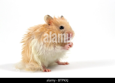 Hamster isoliert auf weißem Hintergrund Stockfoto