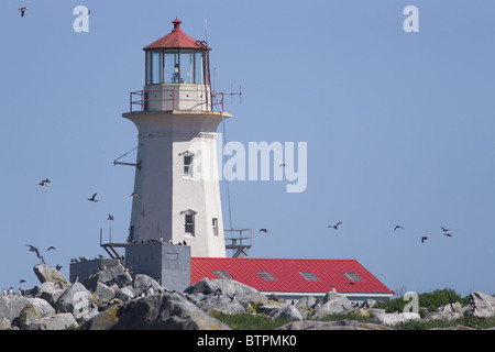 Papageitaucher (Fratercula Arctica) und den Leuchtturm auf Machias Seal Island. Stockfoto