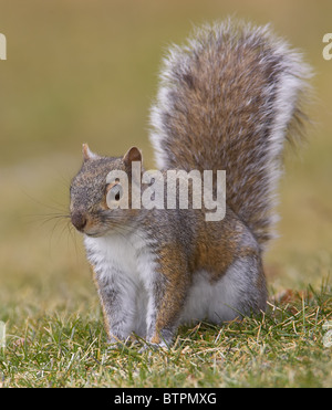 Östliche graue Eichhörnchen (Sciurus Carolinensis) Stockfoto