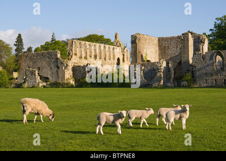 England, North Yorkshire, Jevaulx Abbey außen mit Schafen im Vordergrund Stockfoto