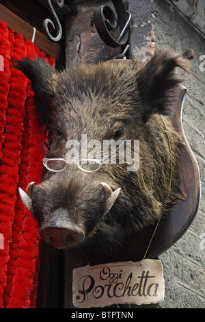 Gefüllte das Wildschwein Kopf angezeigt in Siena. Stockfoto