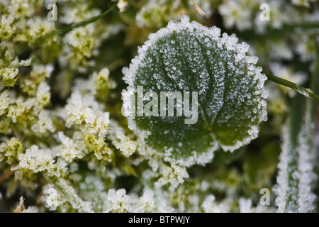 Ersten Frost auf lässt. Fotografieren in Moss, Østfold, südöstlichen Norwegen. Stockfoto