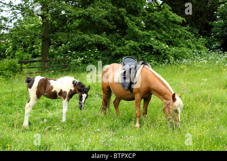 Stute und ihr Fohlen auf der Wiese grasen Stockfoto