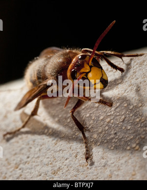 Europäische Hornisse (Vespa Crabro) Stockfoto