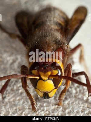 Europäische Hornisse (Vespa Crabro) Stockfoto