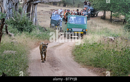 Tiger zu Fuß auf dem Feldweg vor Safari Touristenfahrzeuge in Ranthambhore National Park, Indien Stockfoto