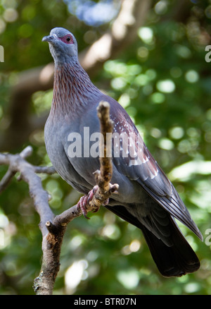 Columba Guinea (African Rock / gesprenkelte Taube) Stockfoto