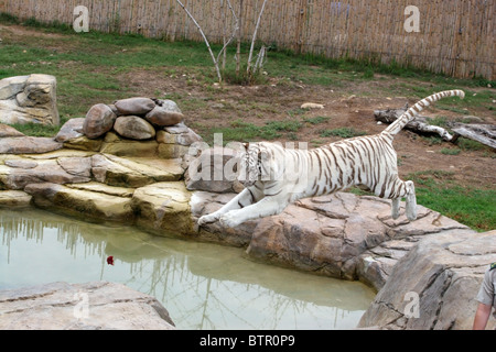 Juvenile weißen Bengal Tiger, Cango Wildlife Ranch, Oudtshoorn, Südafrika. Stockfoto