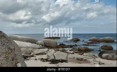 Afrikanische Pinguine (Spheniscus Demersus) am Boulders Beach in der Nähe von Kapstadt Stockfoto