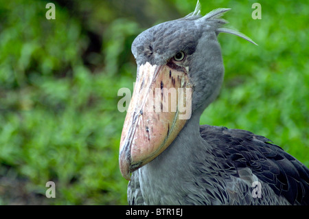 Eine Nahaufnahme Schuss eines Krans Schuhschnabel im Jurong Bird Park in Singapur. Stockfoto