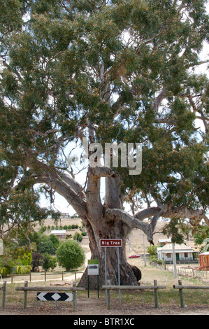 Australien, zentrale Victoria, Guildford, Big Tree (River Red Gum) Stockfoto