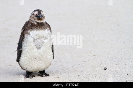 Juvenile afrikanische Pinguin (Spheniscus Demersus) am Boulders Beach in der Nähe von Kapstadt Stockfoto