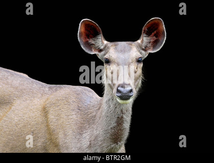 Sambar Deer auf schwarzem Hintergrund isoliert Stockfoto