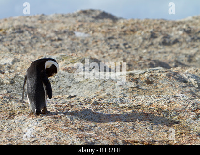 Afrikanische Pinguin (Spheniscus Demersus) putzen sich am Boulders Beach in der Nähe von Kapstadt Stockfoto