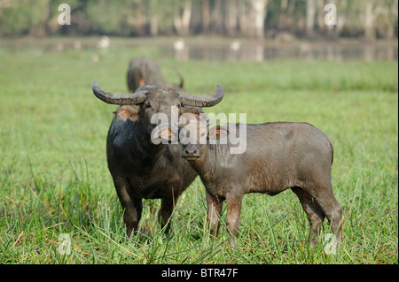Australien, Bamurru Ebenen, zwei Büffel Stockfoto