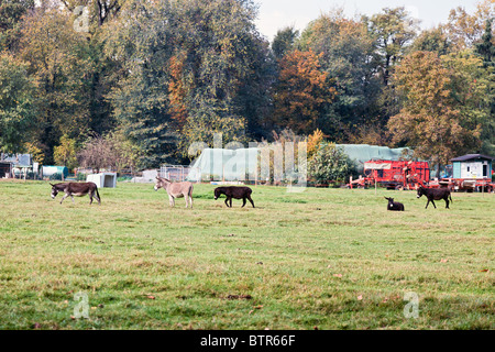 Esel laufen frei auf dem Bauernhof im Parco di Monza Italien Stockfoto