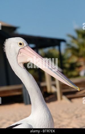 Australien, Australasien, Monkey Mia, Shark Bay, World Heritage Area, australischer Pelikan Stockfoto