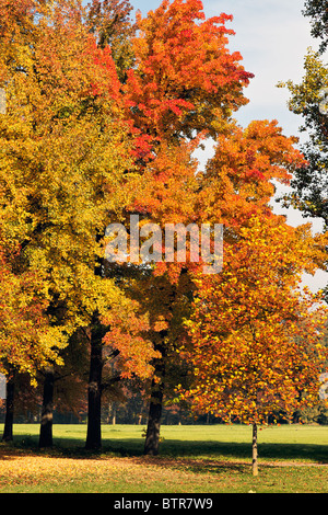 Herbstliche Farbtöne im Parco di Monza Italien Stockfoto