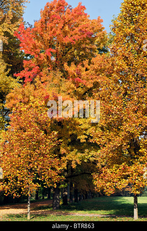 Herbstliche Farbtöne im Parco di Monza Italien Stockfoto