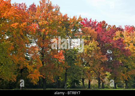 Herbstliche Farbtöne im Parco di Monza Italien Stockfoto