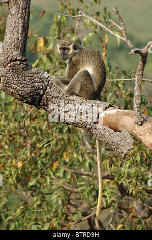 Green Monkey (grüne Aethiops Sabaeus) in Mole National Park, Ghana Stockfoto