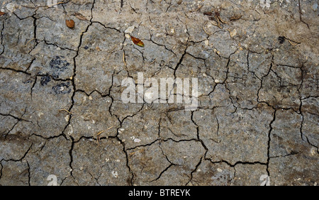 Silver River State Park Ocala, Florida Naturlehrpfad rissige Erde Stockfoto