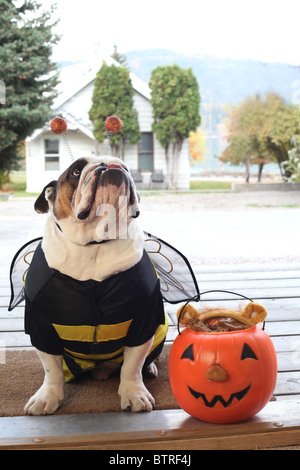 Stier Hund tragen Bumble Bee Halloweenkostüm als Eingangstür des Hauses Veranda Stockfoto