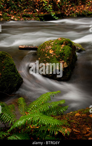 An einem schönen Herbsttag schlängelt sich ein Bach um bemoosten Felsen bedeckt mit Laub an Whatcom Falls Park im US-Bundesstaat Washington Stockfoto