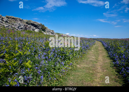 Glockenblumen und Pfad im Frühling auf der Insel Skomer, Pembrokeshire, Wales Stockfoto