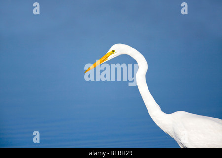 Ein Silberreiher (Ardea Alba) jagt Fische in Elkhorn Slough - Moss Landing, Kalifornien. Stockfoto