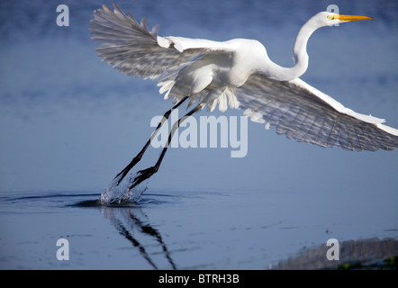 Ein Silberreiher (Ardea Alba) zieht in Elkhorn Slough - Moss Landing, Kalifornien. Stockfoto