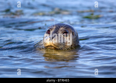 Eine Hafen-Dichtung (Phoca Vitulina) öffnet den Kopf über Wasser in Elkhorn Slough - Moss Landing, Kalifornien. Stockfoto