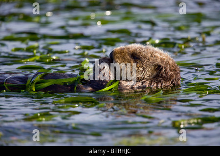 Ein Seeotter schwimmt durch ein Aal-Rasen-Bett in Elkhorn Slough - Moss Landing, Kalifornien. Stockfoto