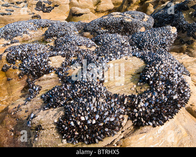 Miesmuscheln auf Felsen Frankreich Europa Stockfoto