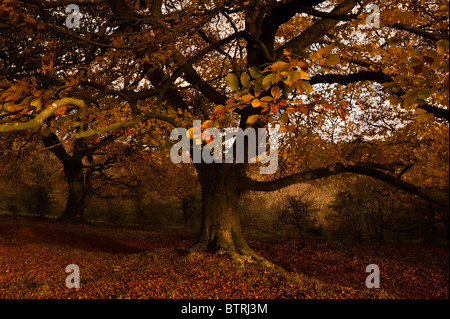 Herbstliche Buche, Fagus Sylvatica, in Cotswolds, Gloucestershire, Vereinigtes Königreich Stockfoto