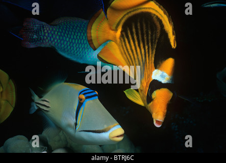 Gestreifte Butterflyfish (Chaetodontidae Fasciatus) und Picasso Trigerfish (Rhinecanthus Assasi). Sinai-Halbinsel, Rotes Meer - Ägypten Stockfoto